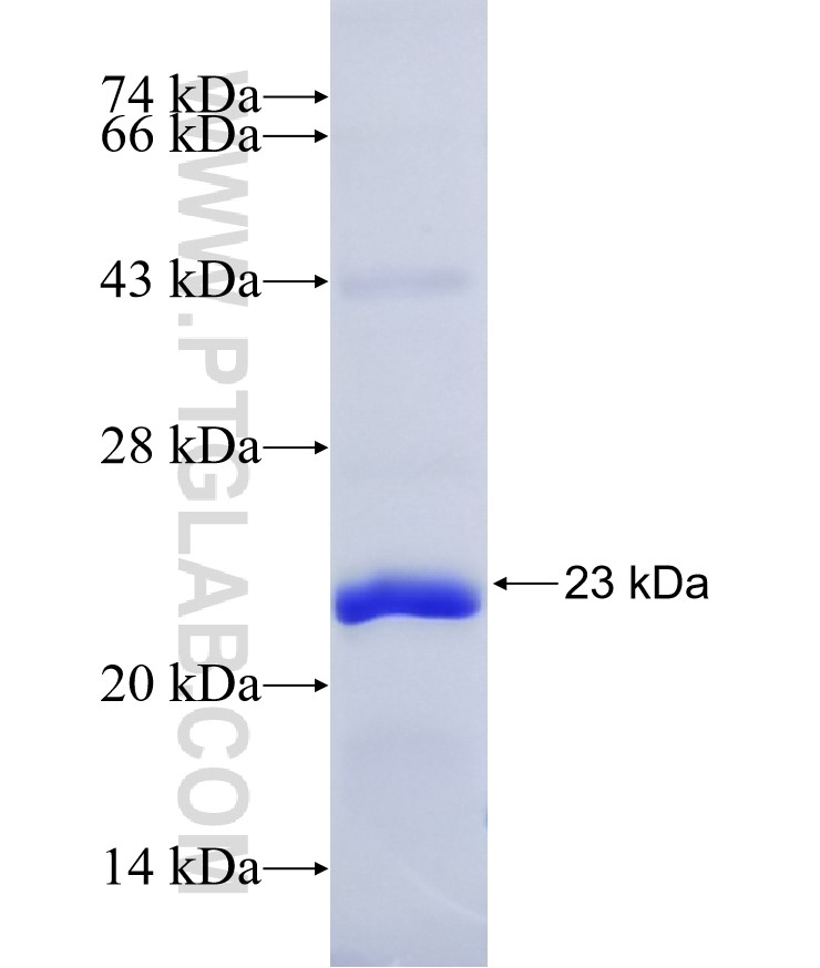 PTGER4 fusion protein Ag19262 SDS-PAGE