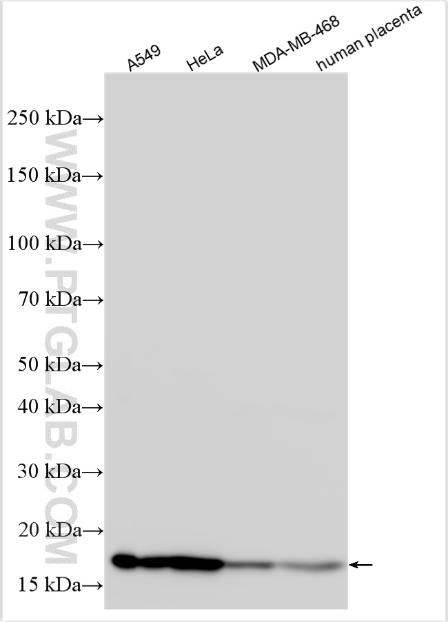 WB analysis using 10596-1-AP