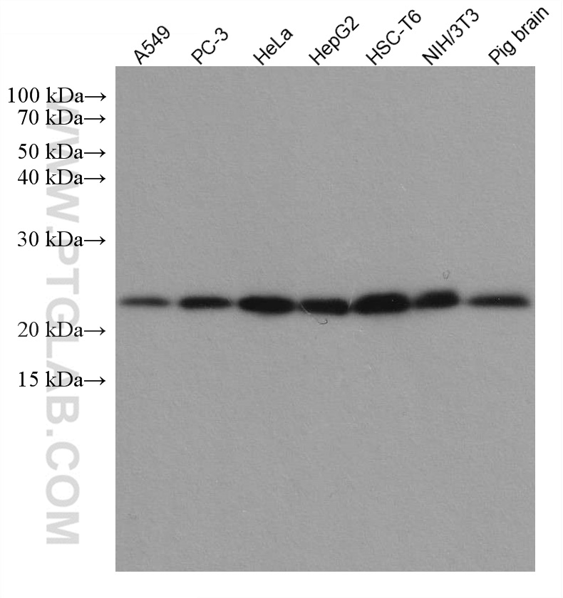 WB analysis using 67736-1-Ig