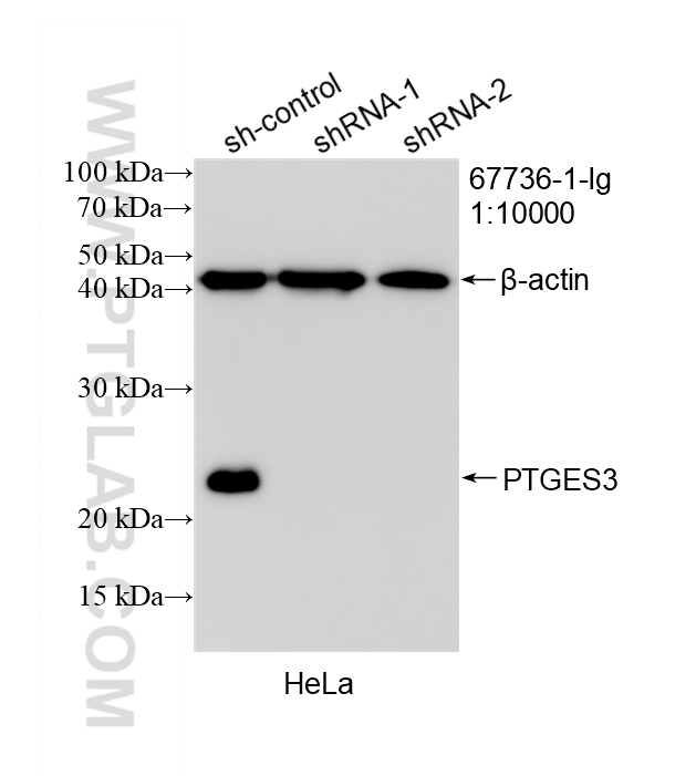 WB result of PTGES3 antibody (<a class='green' href='/productredirect?CatalogNo=67736-1-Ig' target='_blank'>67736-1-Ig</a>; 1:10000; incubated at room temperature for 1.5 hours) with sh-Control and sh-PTGES3 transfected HeLa cells. This data was developed using the same antibody clone with 67736-1-PBS in a different storage buffer formulation. WB analysis of HeLa using 67736-1-Ig (same clone as 67736-1-PBS)