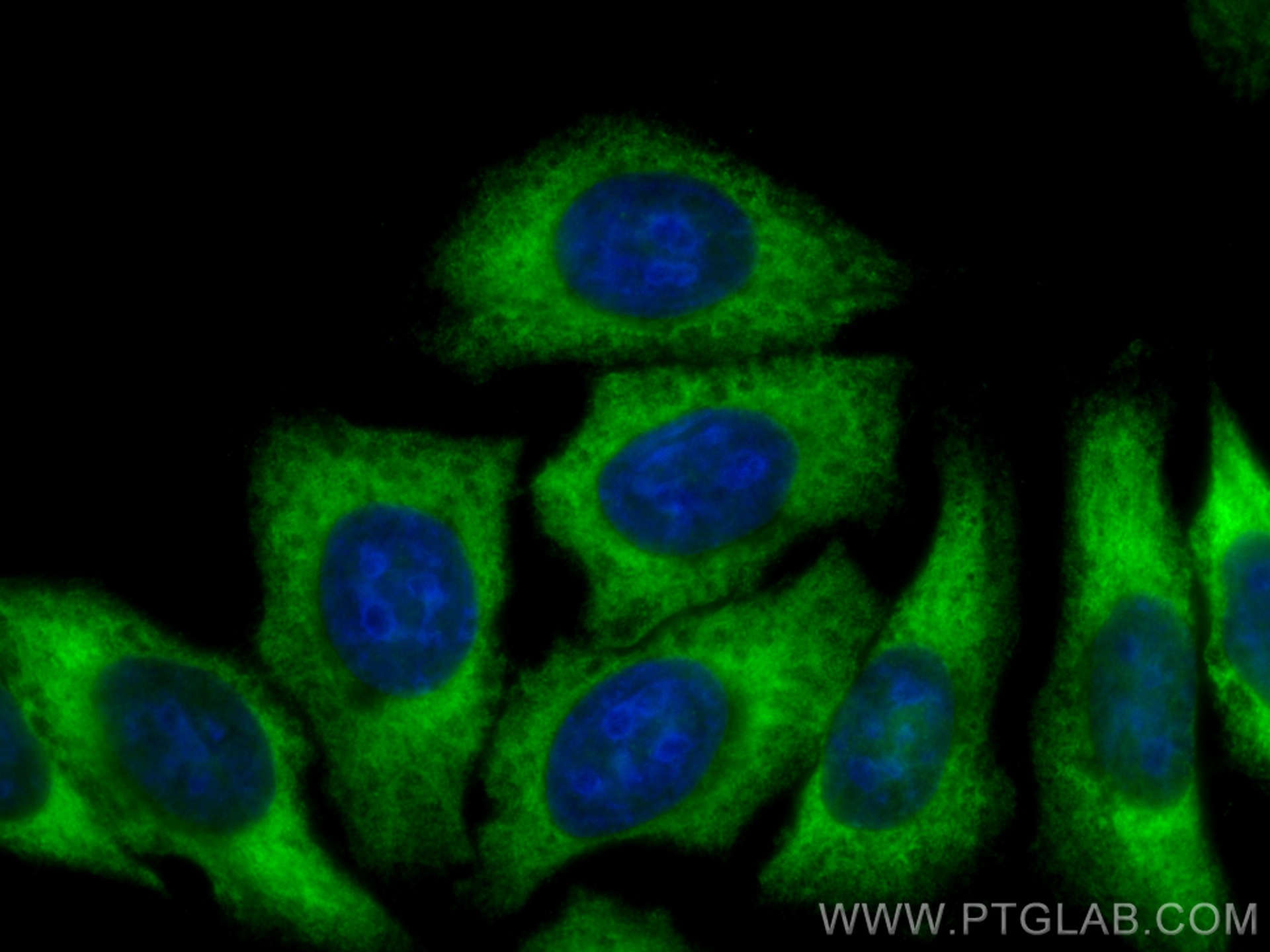 IF Staining of HepG2 using CL488-67736