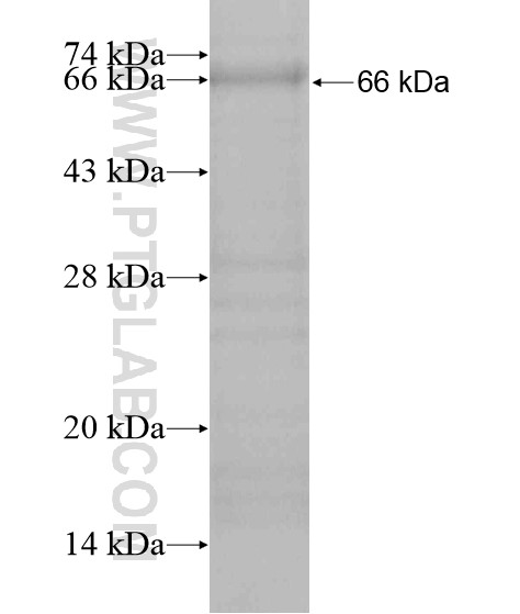 PTGFRN fusion protein Ag20164 SDS-PAGE PTGFRN fusion protein Ag20164 SDS-PAGE