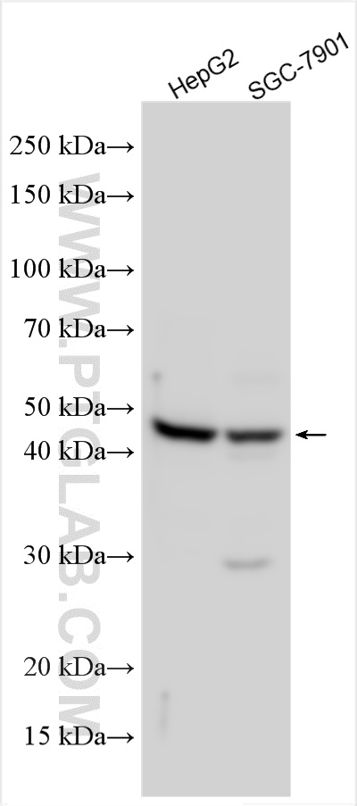 WB analysis using 30657-1-AP