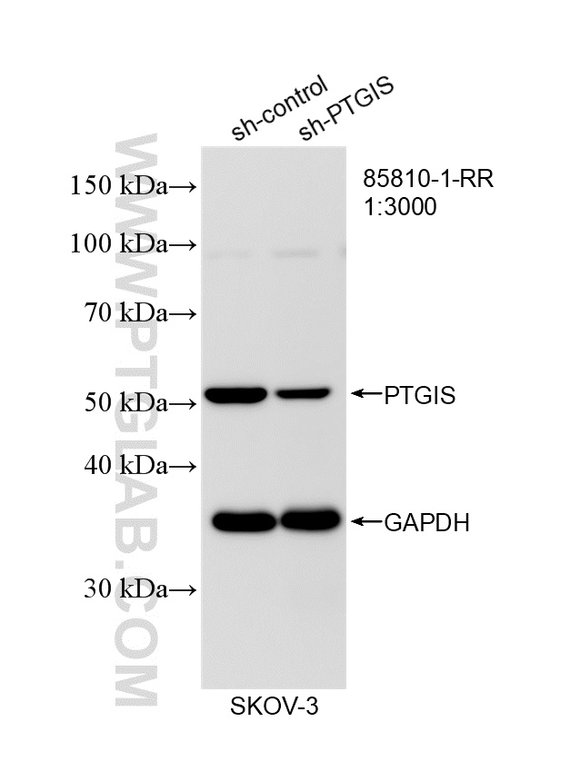 WB analysis of SKOV-3 using 85810-1-RR WB analysis of SKOV-3 using 85810-1-RR