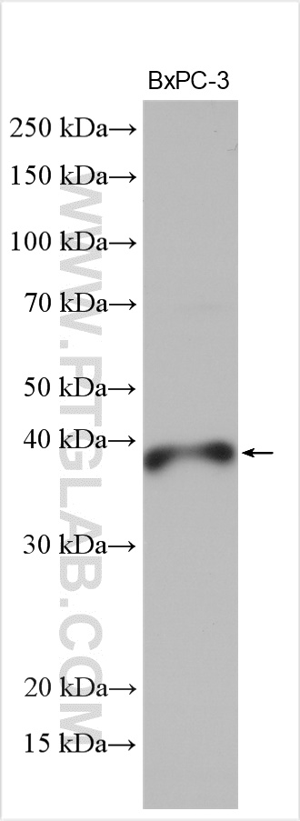 WB analysis of BxPC-3 using 14164-1-AP