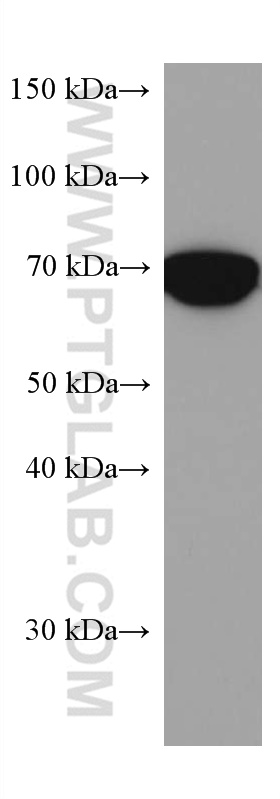 WB analysis of L02 using 67346-1-Ig