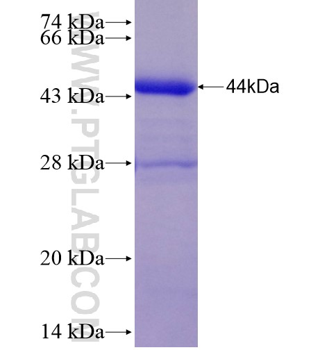 PTGS1 fusion protein Ag28280 SDS-PAGE