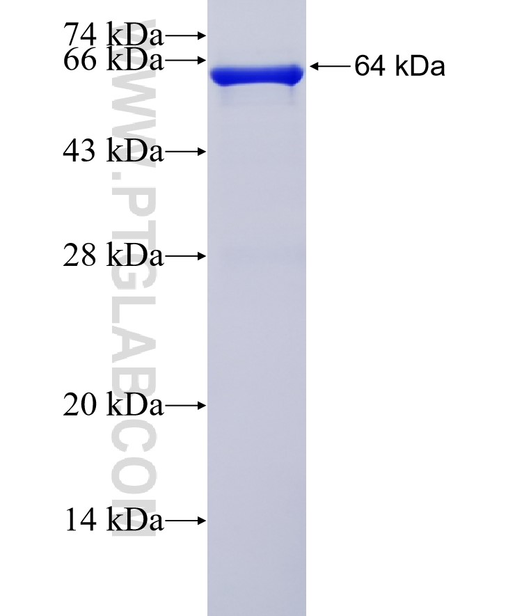 PTGS1 fusion protein Ag4055 SDS-PAGE