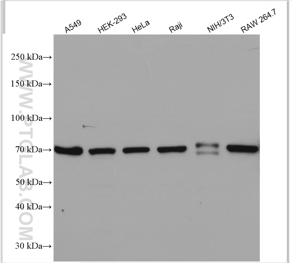 WB analysis using 12375-1-AP