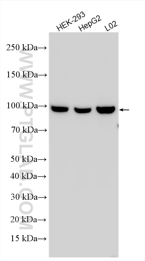 WB analysis using 29115-1-AP