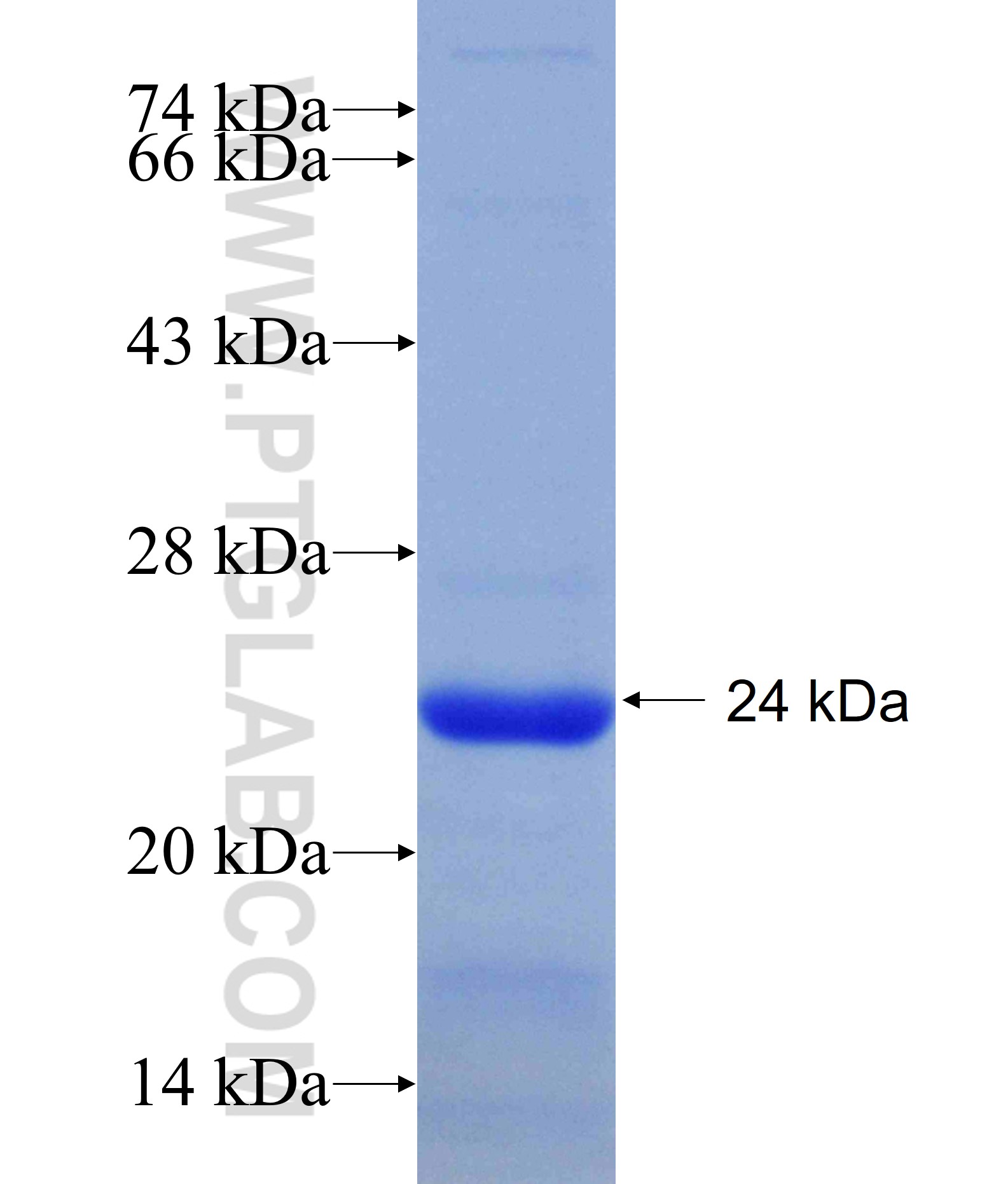 PTH1R fusion protein Ag30779 SDS-PAGE PTH1R fusion protein Ag30779 SDS-PAGE