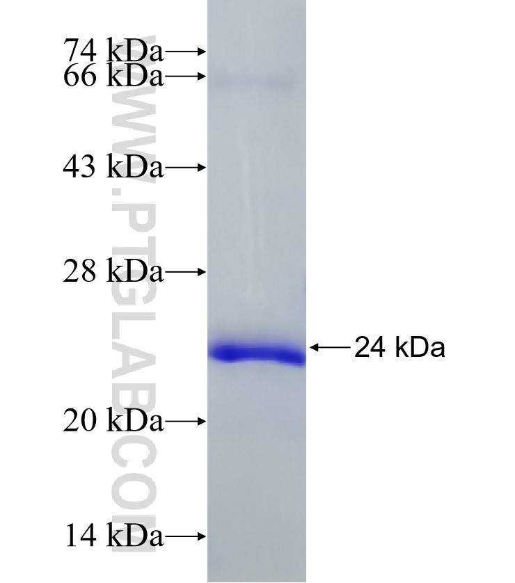 PTHLH fusion protein Ag33707 SDS-PAGE