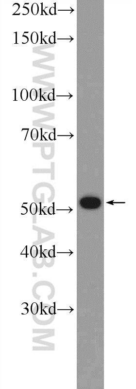 WB analysis of HeLa using 18697-1-AP