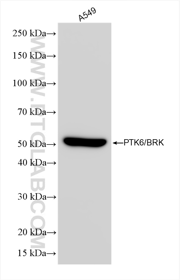 WB analysis using 85352-2-RR