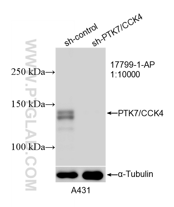 WB analysis of A431 using 17799-1-AP WB analysis of A431 using 17799-1-AP