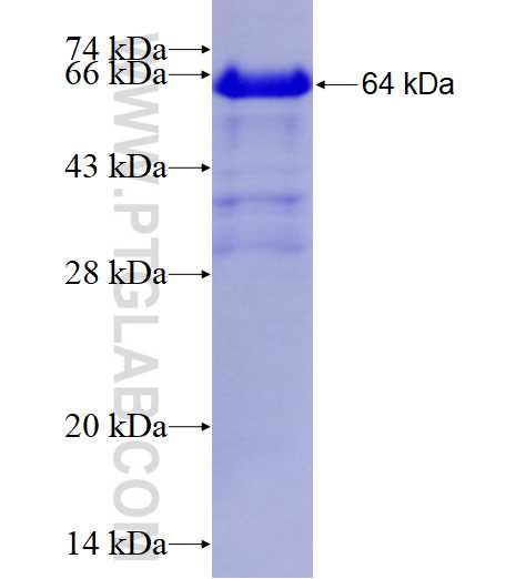 PTK7 fusion protein Ag12004 SDS-PAGE