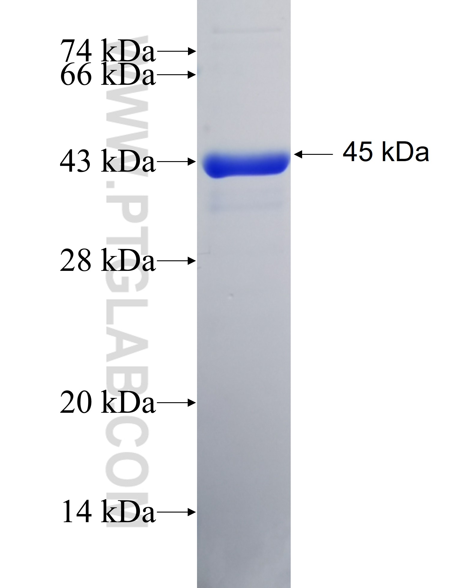 PTMA fusion protein Ag0732 SDS-PAGE