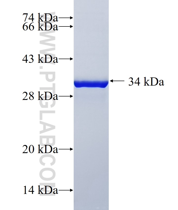 PTN fusion protein Ag26004 SDS-PAGE