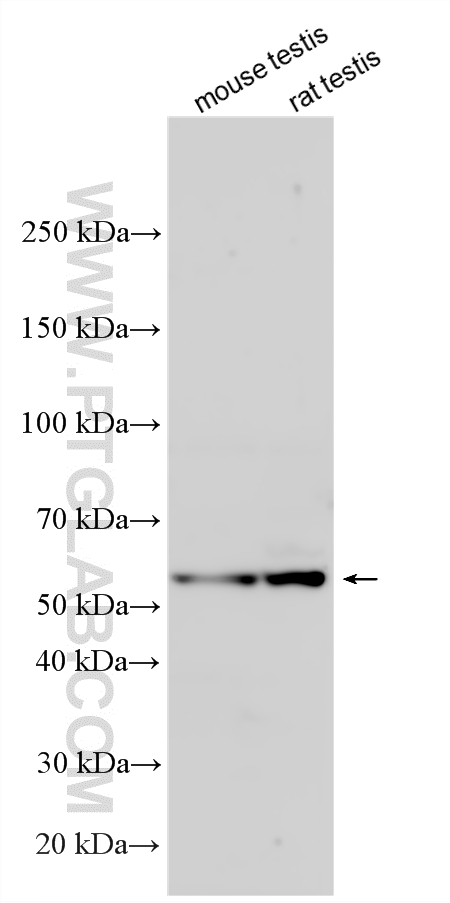 Various lysates were subjected to SDS PAGE followed by western blot with 16575-1-AP (PTOV1 antibody) at dilution of 1:1000 incubated at room temperature for 1.5 hours. WB analysis using 16575-1-AP