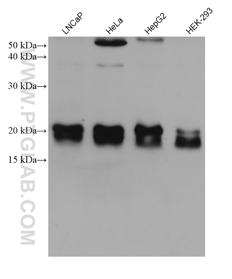 WB analysis using 67584-1-Ig