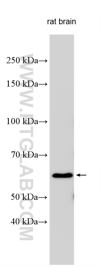 WB analysis using 20641-1-AP