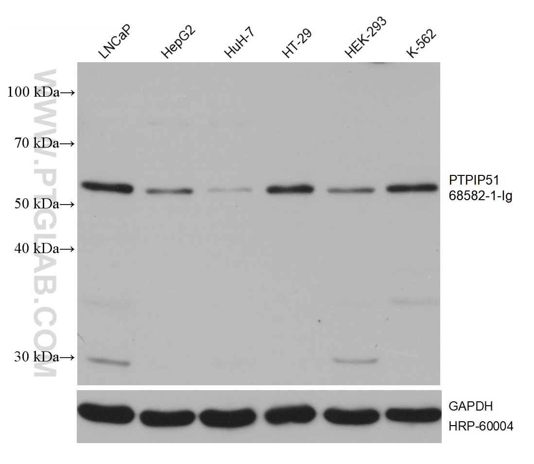 WB analysis using 68582-1-Ig (same clone as 68582-1-PBS)