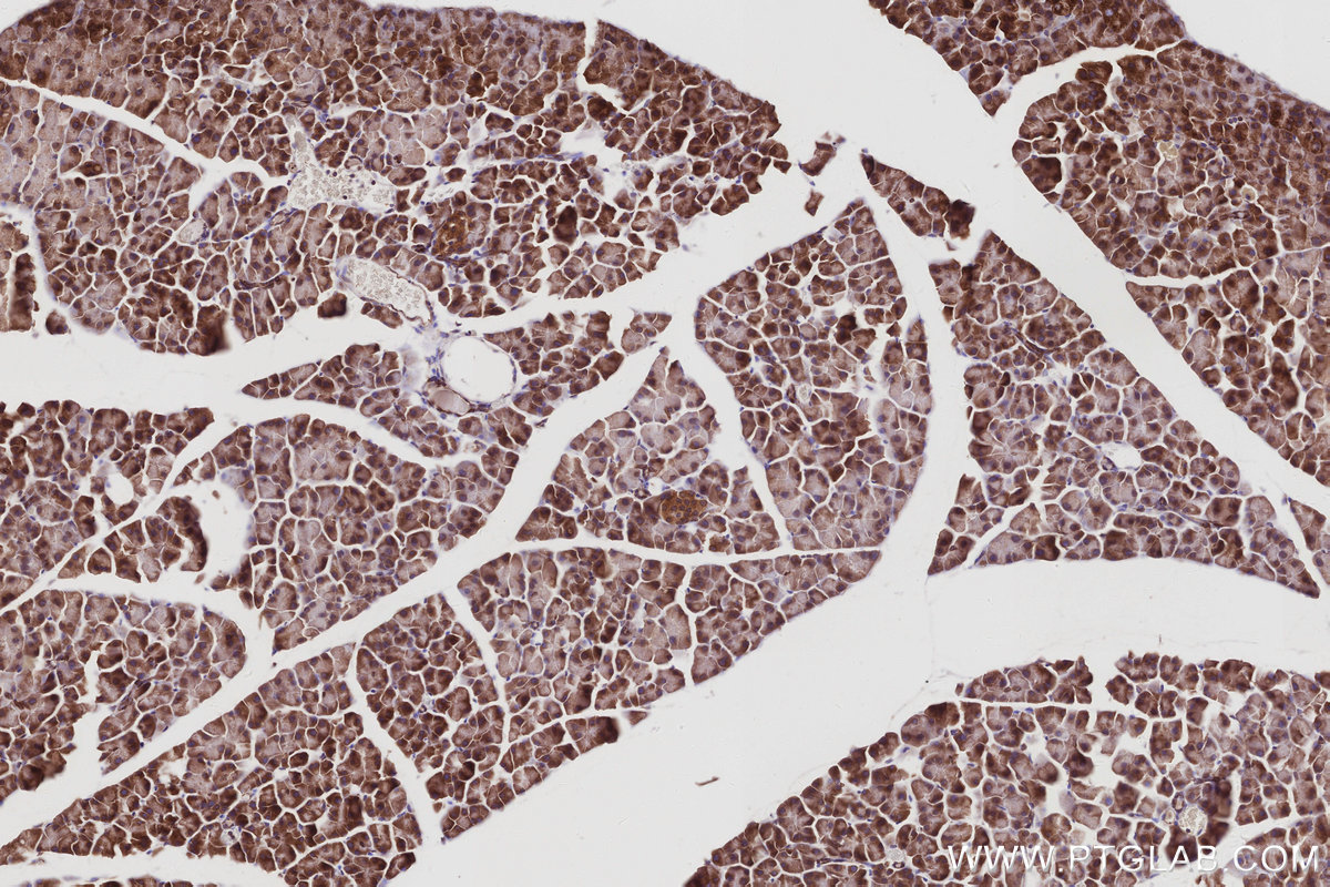 IHC staining of mouse pancreas using 28572-1-AP