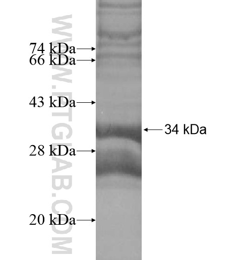 PTPLB fusion protein Ag14166 SDS-PAGE PTPLB fusion protein Ag14166 SDS-PAGE