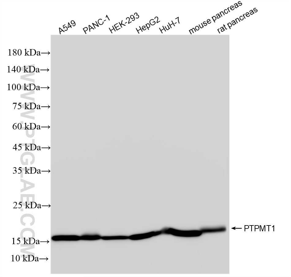 WB analysis using 87082-1-RR