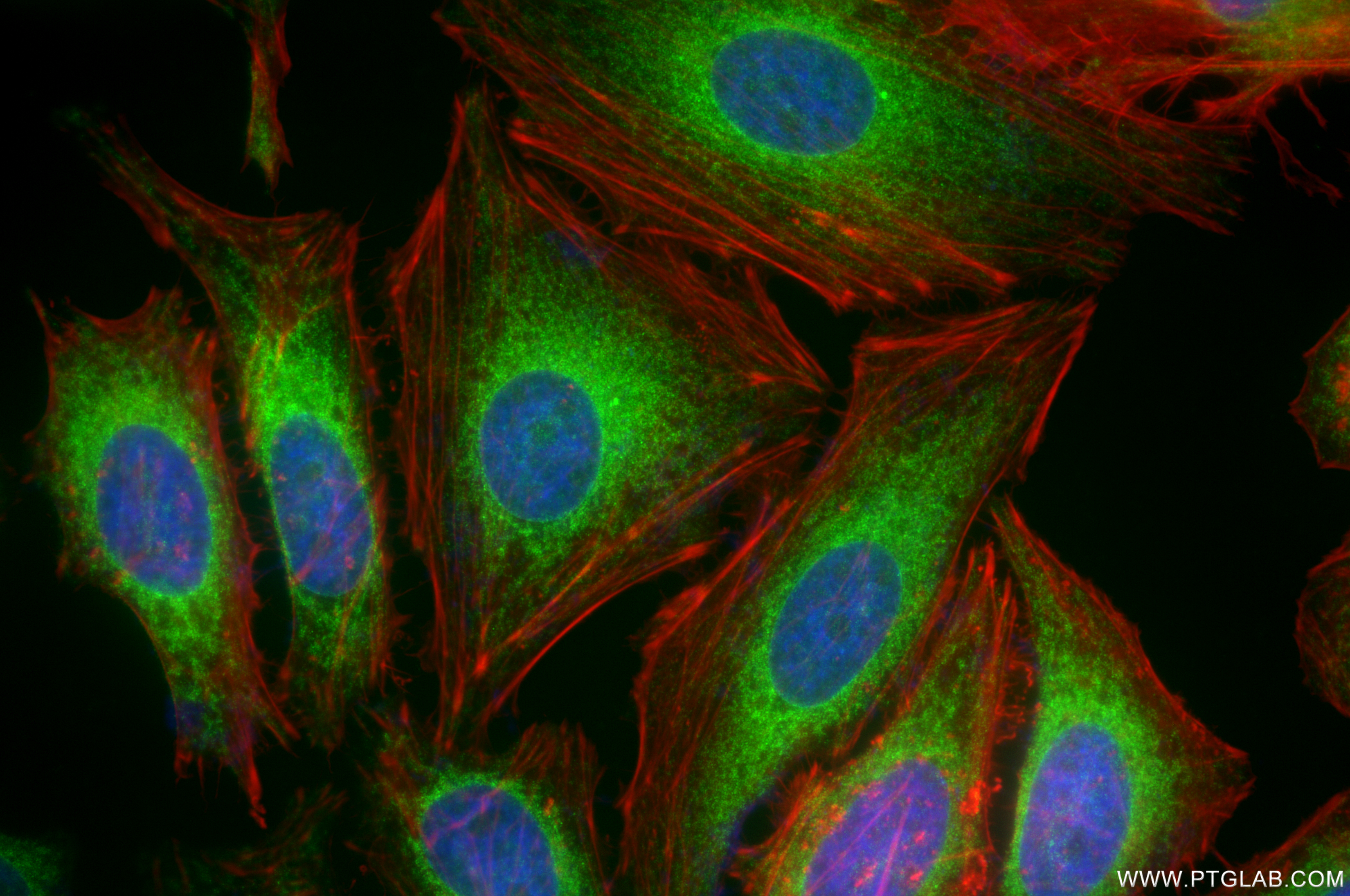 IF Staining of HeLa using 85905-4-RR