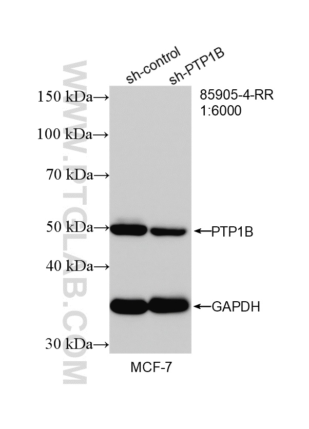 WB analysis of MCF-7 using 85905-4-RR
