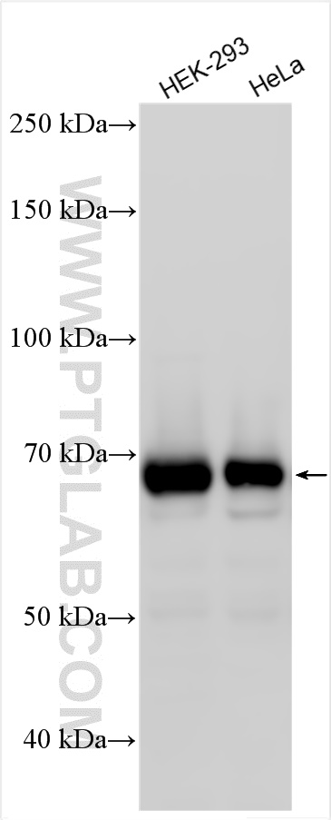 WB analysis using 20145-1-AP