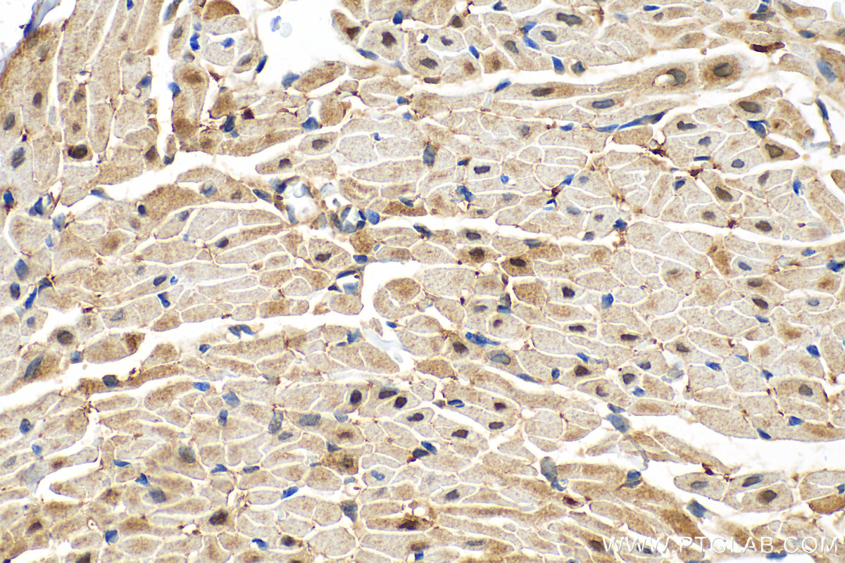 IHC staining of rat heart using 82503-1-RR (same clone as 82503-1-PBS)