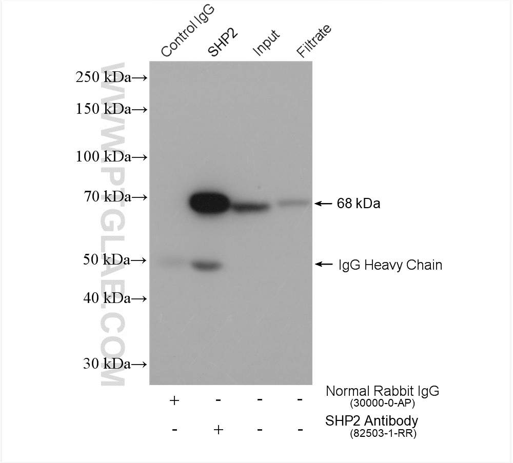 IP experiment of HEK-293 using 82503-1-RR (same clone as 82503-1-PBS)