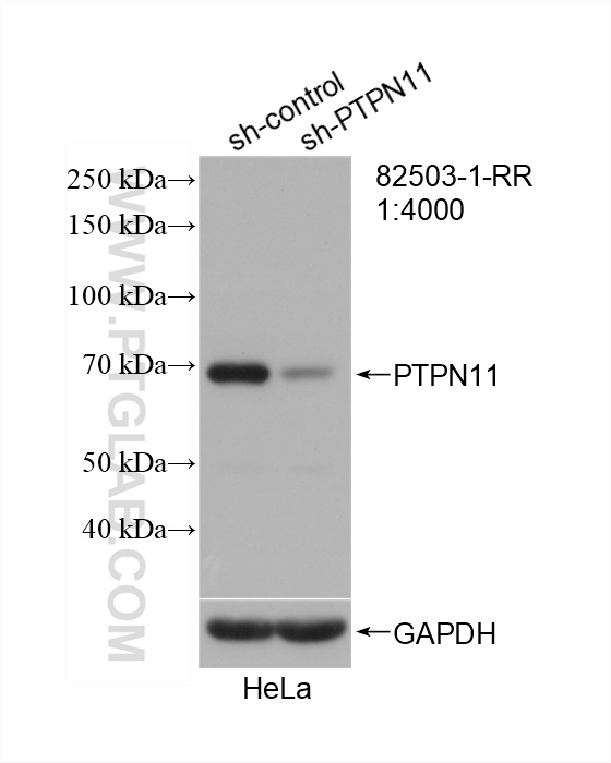 WB analysis of HeLa using 82503-1-RR (same clone as 82503-1-PBS)