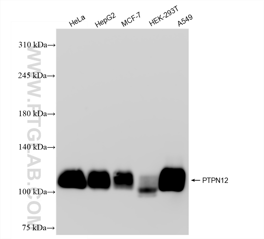 WB analysis using 83851-6-RR (same clone as 83851-6-PBS)
