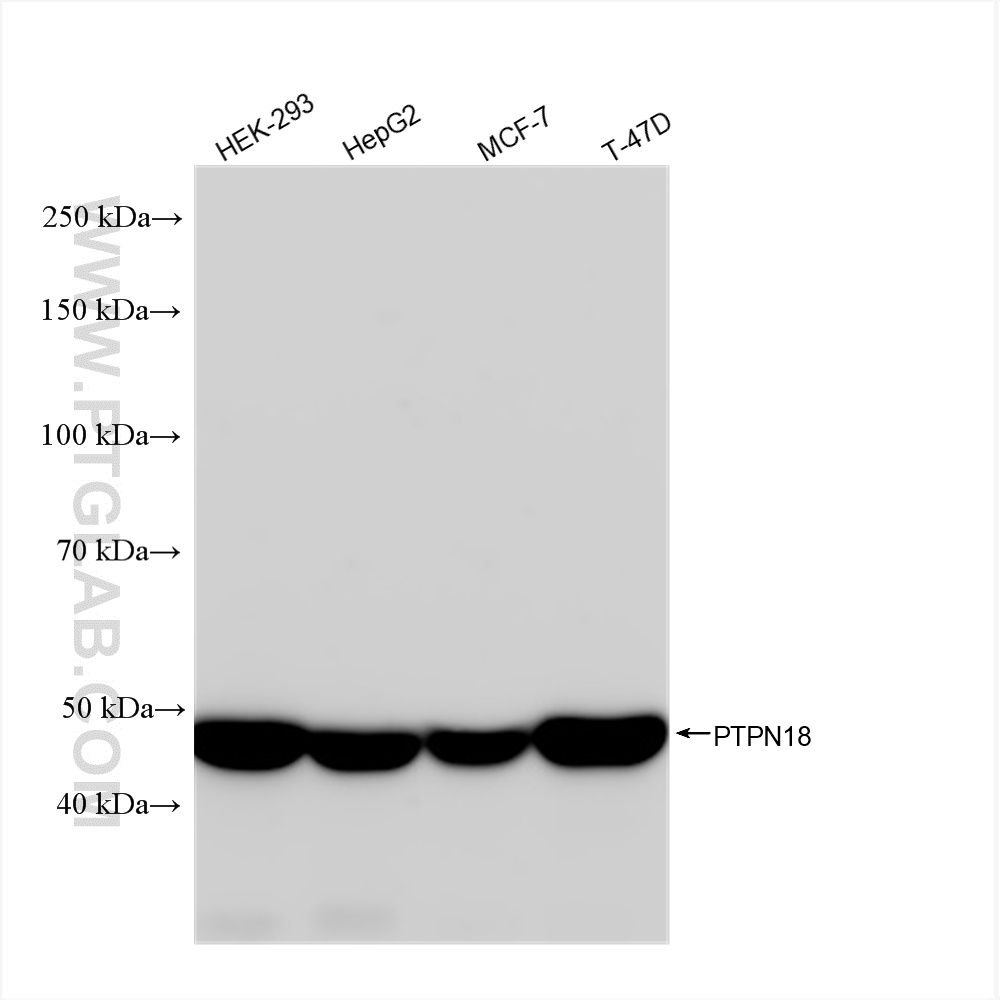 WB analysis using 83024-1-RR (same clone as 83024-1-PBS)