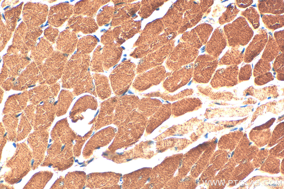 IHC staining of mouse tongue using 19510-1-AP