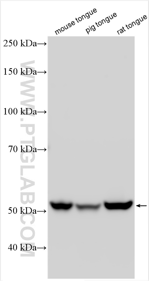 WB analysis using 19510-1-AP