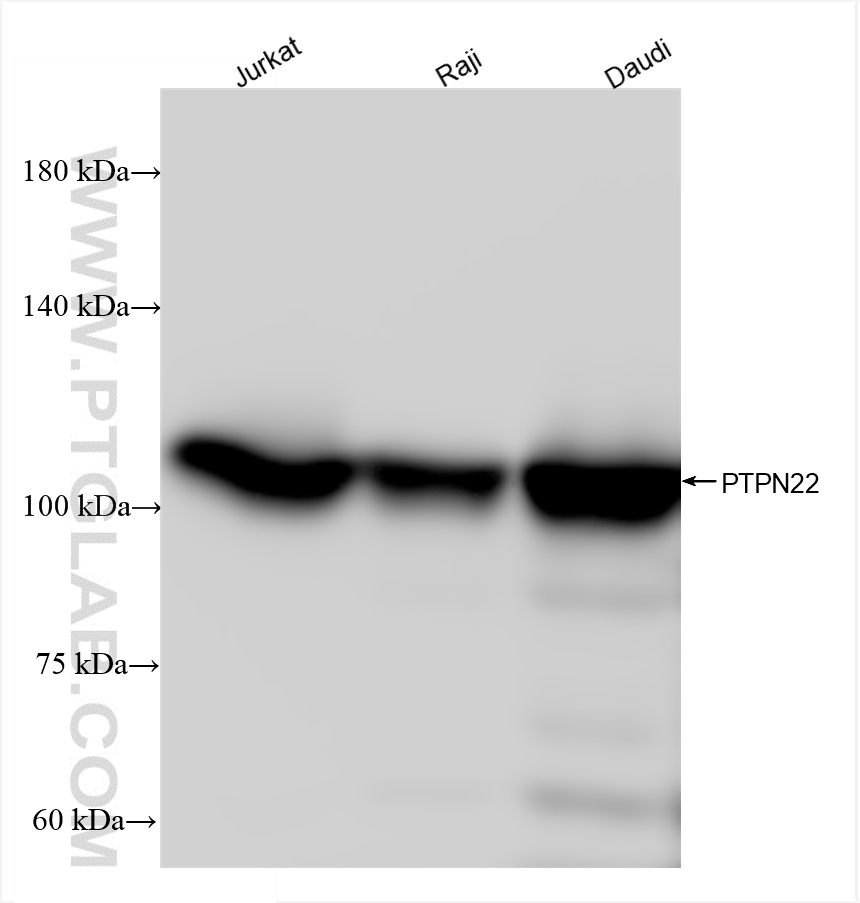 WB analysis using 85062-2-RR (same clone as 85062-2-PBS)