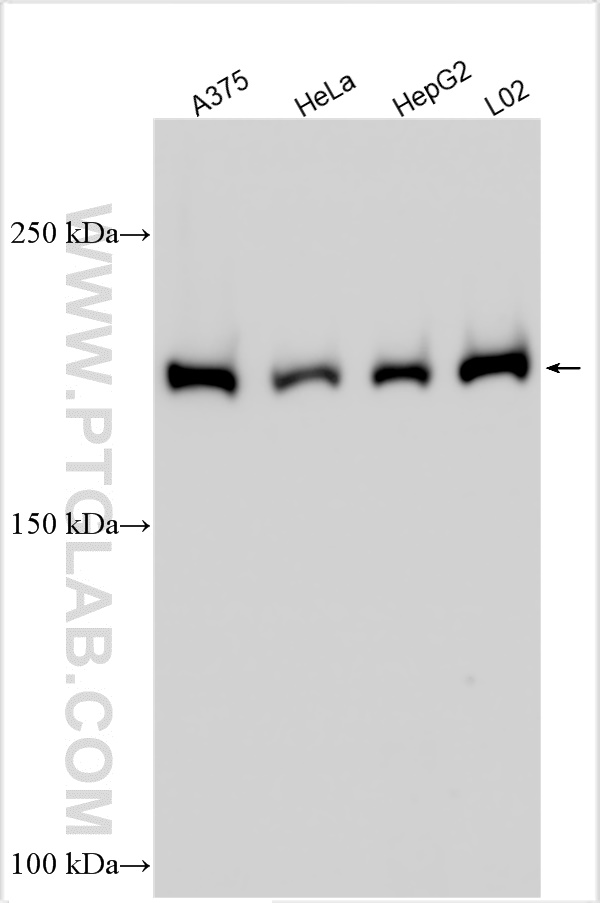 WB analysis using 10472-1-AP