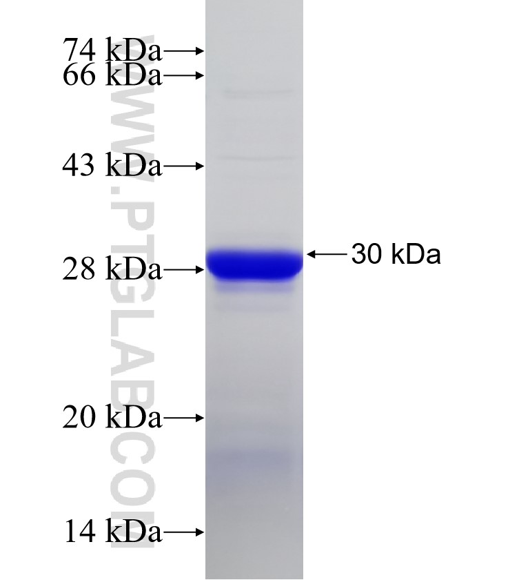 PTPN4 fusion protein Ag32707 SDS-PAGE PTPN4 fusion protein Ag32707 SDS-PAGE