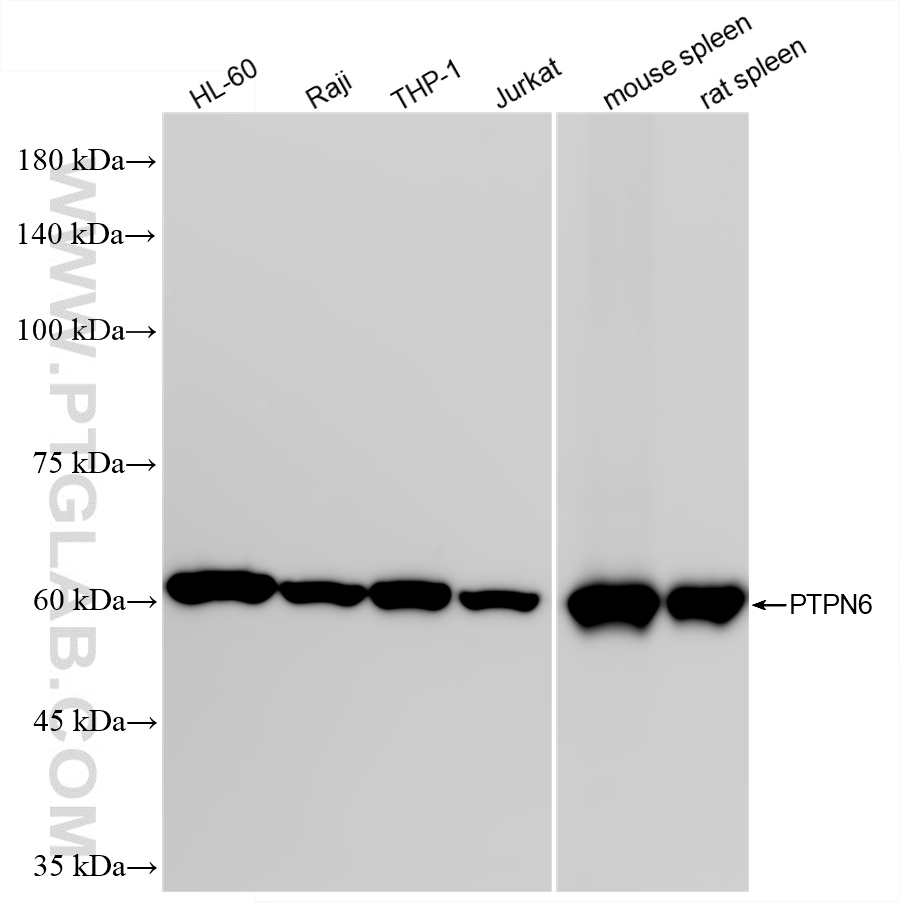 WB analysis using 80670-2-RR (same clone as 80670-2-PBS) WB analysis using 80670-2-RR (same clone as 80670-2-PBS)