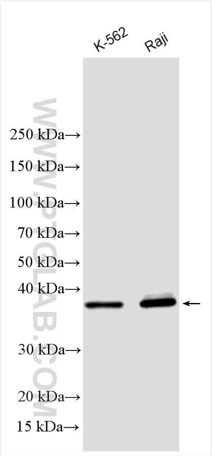 WB analysis using 15286-1-AP