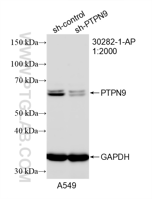 WB analysis of A549 using 30282-1-AP