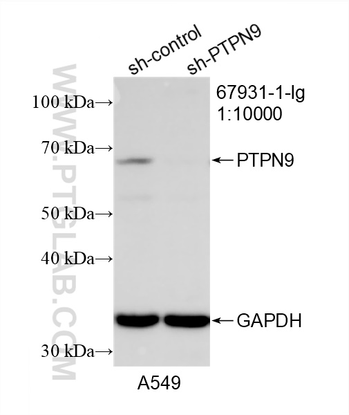 WB analysis of A549 using 67931-1-Ig