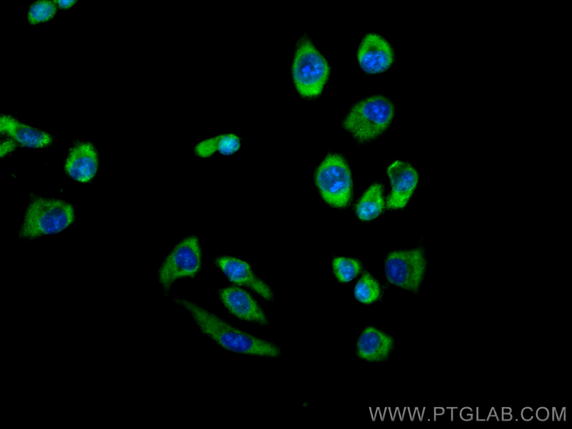 IF Staining of U2OS using CL488-67931