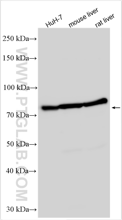 WB analysis using 27941-1-AP