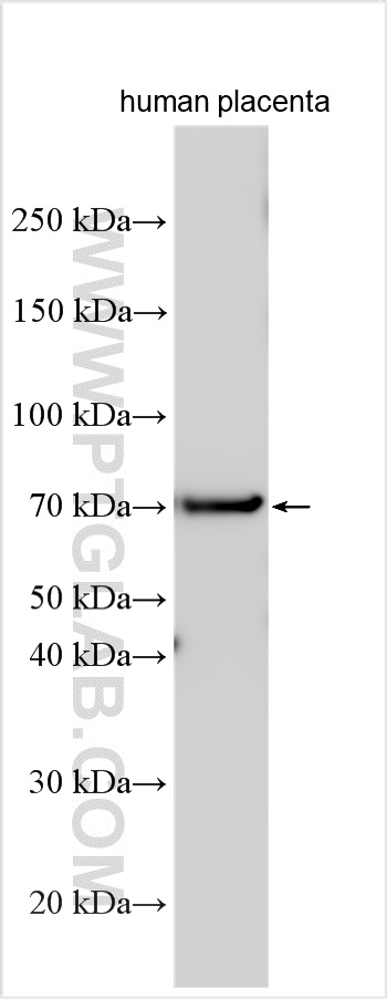 WB analysis using 27941-1-AP