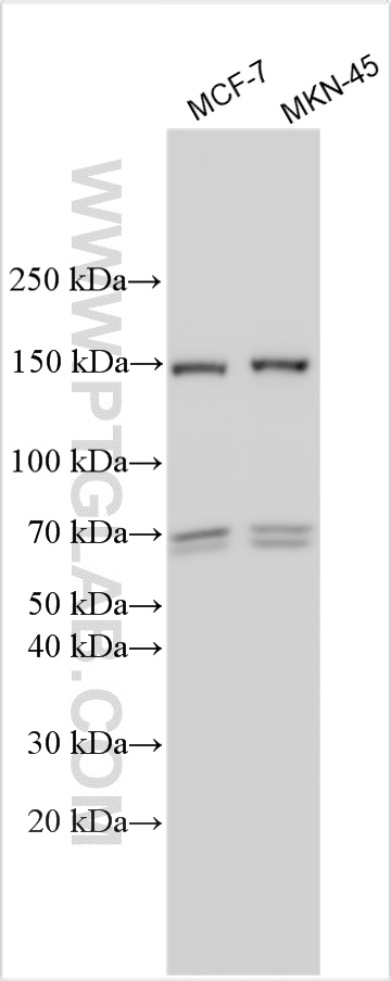 WB analysis using 26860-1-AP